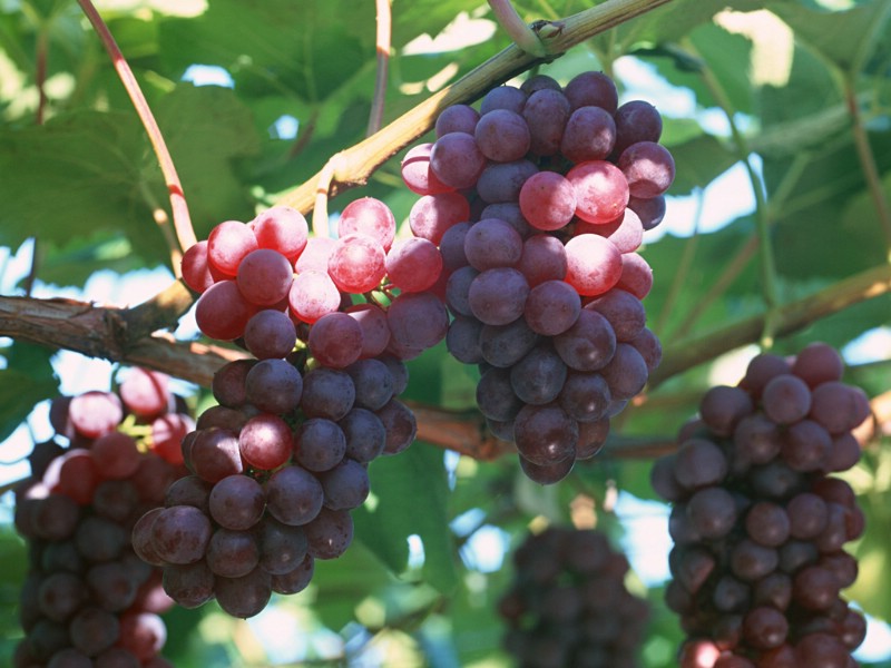 壁纸800x600硕果累累 葡萄篇 葡萄树上的葡萄图片Stock Photographs of Fresh grapes壁纸 硕果累累葡萄篇壁纸 硕果累累葡萄篇图片 硕果累累葡萄篇素材 摄影壁纸 摄影图库 摄影图片素材桌面壁纸