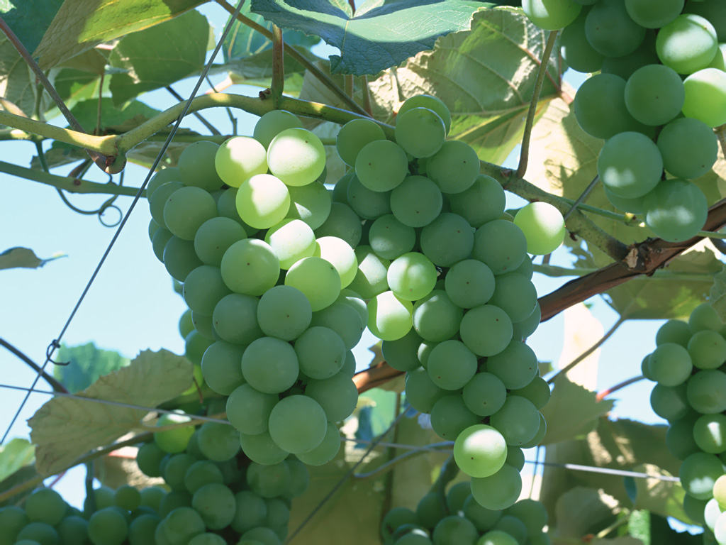 壁纸1024x768硕果累累 葡萄篇 葡萄树上的青葡萄图片Stock Photographs of Fresh grapes壁纸 硕果累累葡萄篇壁纸 硕果累累葡萄篇图片 硕果累累葡萄篇素材 摄影壁纸 摄影图库 摄影图片素材桌面壁纸