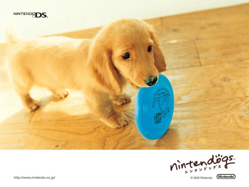 壁纸800x600游戏 任天狗 壁纸 任天狗 游戏壁纸 Nintendo game Nintendogs Wallpaper壁纸 《Nintendogs任天狗》游戏壁纸壁纸 《Nintendogs任天狗》游戏壁纸图片 《Nintendogs任天狗》游戏壁纸素材 游戏壁纸 游戏图库 游戏图片素材桌面壁纸