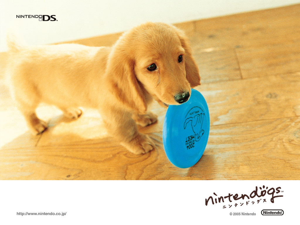 壁纸1024x768游戏 任天狗 壁纸 任天狗 游戏壁纸 Nintendo game Nintendogs Wallpaper壁纸 《Nintendogs任天狗》游戏壁纸壁纸 《Nintendogs任天狗》游戏壁纸图片 《Nintendogs任天狗》游戏壁纸素材 游戏壁纸 游戏图库 游戏图片素材桌面壁纸