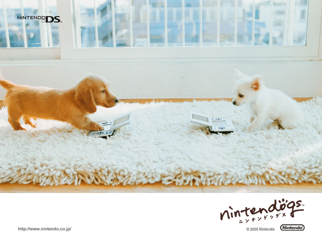 壁纸1024x768游戏 任天狗 壁纸 任天狗 游戏壁纸 Nintendo game Nintendogs Wallpaper壁纸 《Nintendogs任天狗》游戏壁纸壁纸 《Nintendogs任天狗》游戏壁纸图片 《Nintendogs任天狗》游戏壁纸素材 游戏壁纸 游戏图库 游戏图片素材桌面壁纸