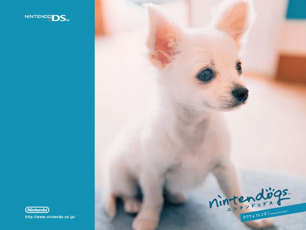 壁纸1024x768游戏 任天狗 壁纸 任天狗 游戏壁纸 Nintendo game Nintendogs Wallpaper壁纸 《Nintendogs任天狗》游戏壁纸壁纸 《Nintendogs任天狗》游戏壁纸图片 《Nintendogs任天狗》游戏壁纸素材 游戏壁纸 游戏图库 游戏图片素材桌面壁纸