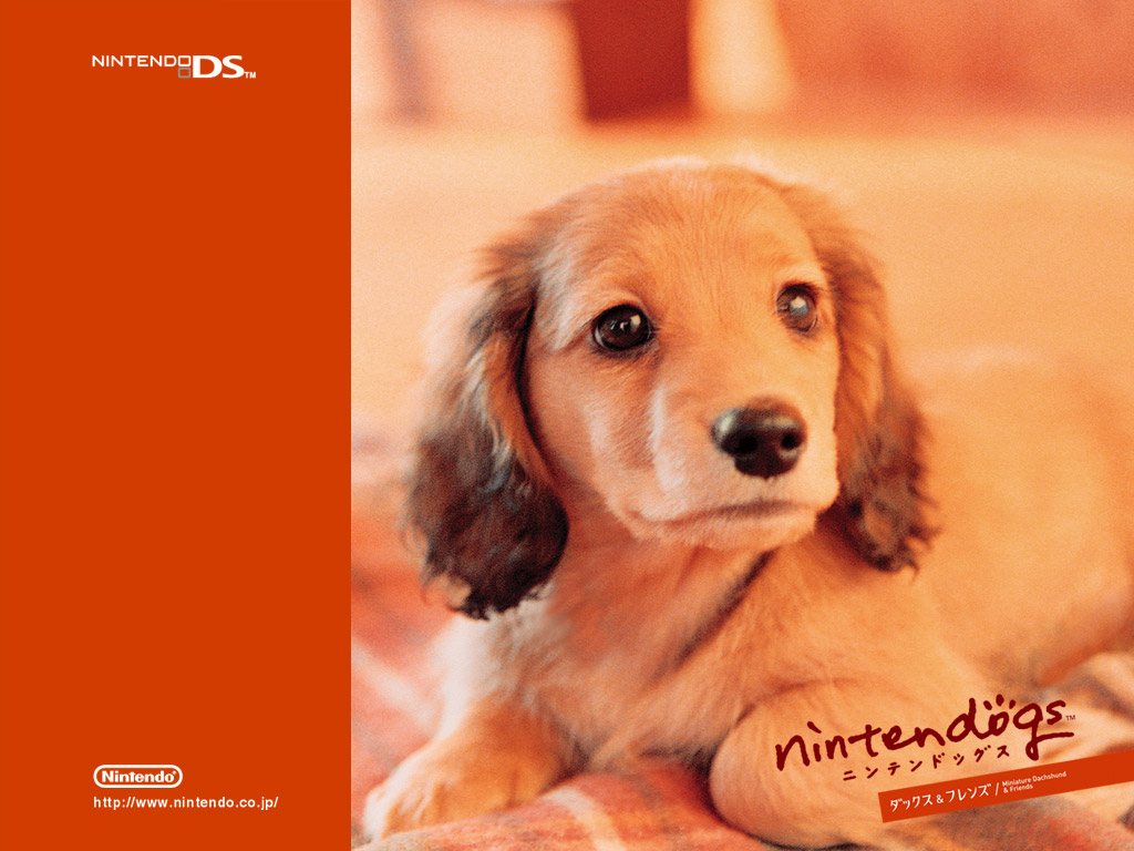 壁纸1024x768游戏 任天狗 壁纸 任天狗 游戏壁纸 Nintendo game Nintendogs Wallpaper壁纸 《Nintendogs任天狗》游戏壁纸壁纸 《Nintendogs任天狗》游戏壁纸图片 《Nintendogs任天狗》游戏壁纸素材 游戏壁纸 游戏图库 游戏图片素材桌面壁纸