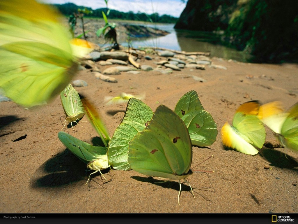 壁纸1024x768国家地理色彩专题 Life in Color Green 生活中的绿色 玻利维亚马迪迪国家公园 绿叶粉蝶飞落在沙质的河堤上 Riverbank Butterflies壁纸 国家地理色彩专题Life in ColorGreen 生活中的绿色壁纸 国家地理色彩专题Life in ColorGreen 生活中的绿色图片 国家地理色彩专题Life in ColorGreen 生活中的绿色素材 月历壁纸 月历图库 月历图片素材桌面壁纸